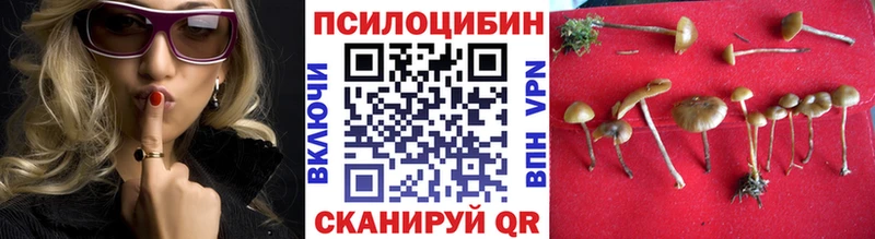 Купить закладки  Волосово  Галлюциногенные грибы Cubensis 